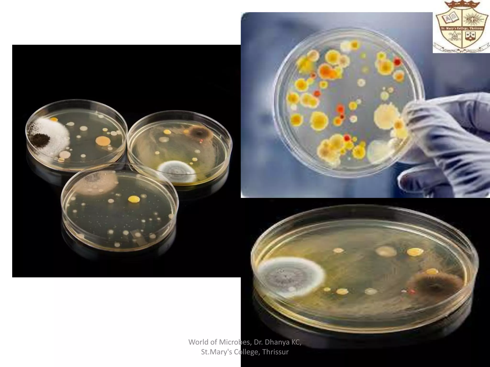 World of Microbes, Dr. Dhanya KC,
St.Mary's College, Thrissur
 