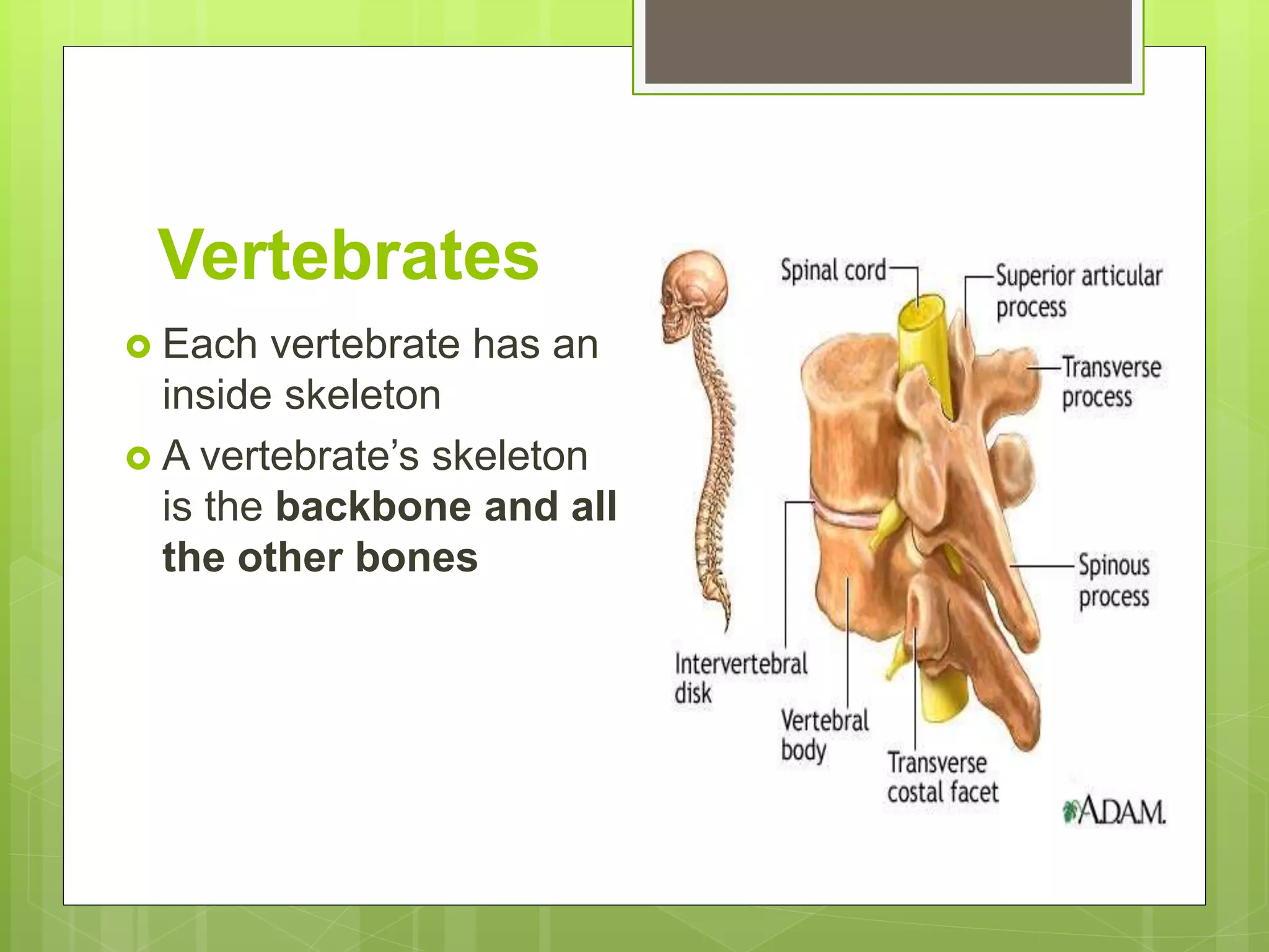 Vertebrates
Each vertebrate has an
inside skeleton
A vertebrate’s skeleton
is the backbone and all
the other bones