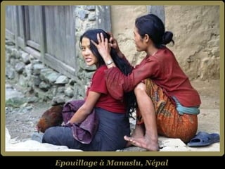 Epouillage à Manaslu, Népal 