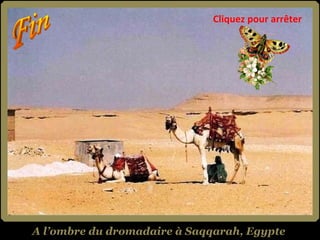A l’ombre du dromadaire à Saqqarah, Egypte Cliquez pour arrêter 