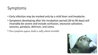 Fever From Rabies Rabies- World rabies day | PPTX
