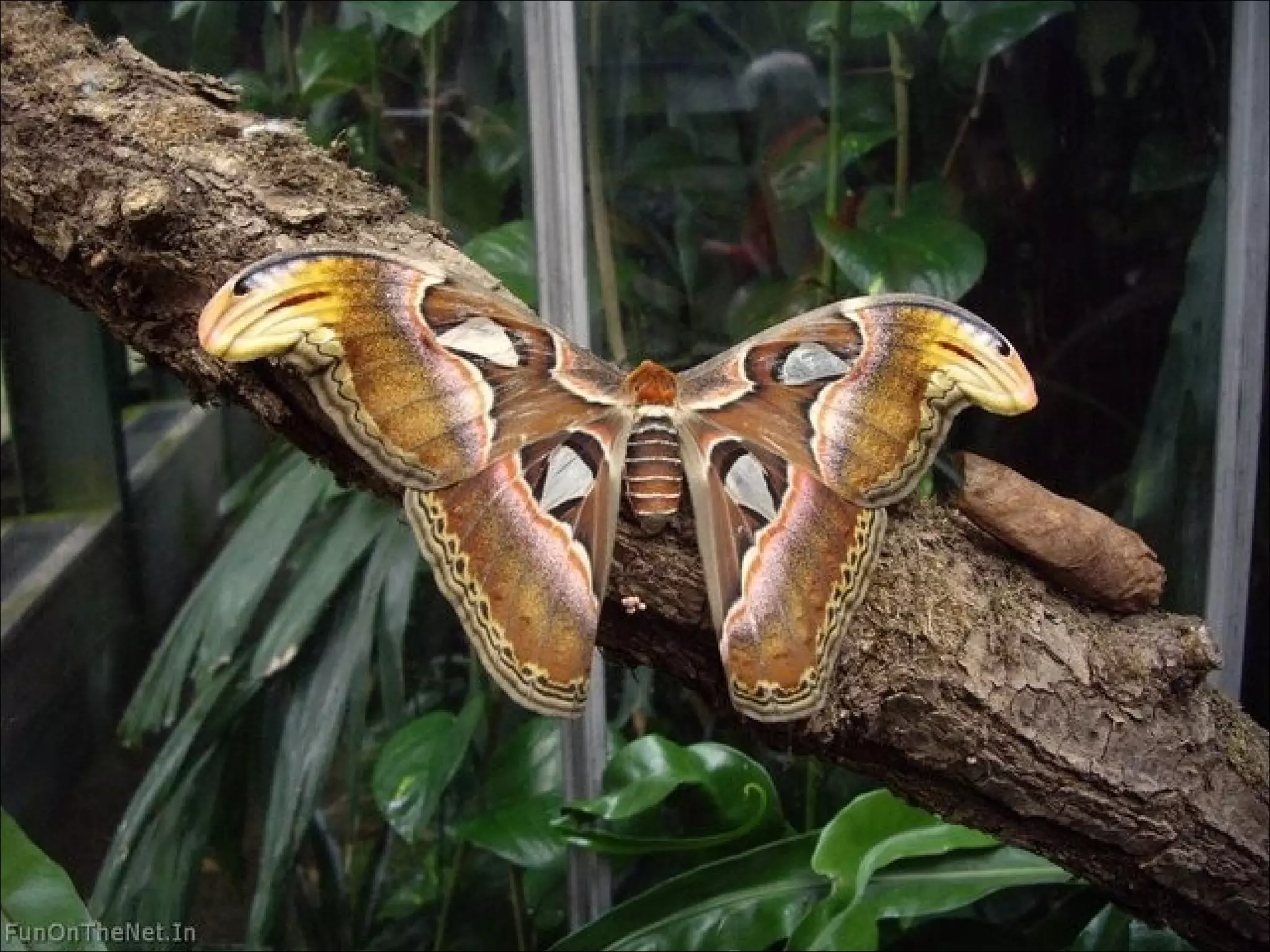 World\ S Largest Butterfly | PPT