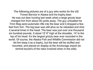The following pictures are of a guy who works for the US  Forest Service in Alaska and his trophy bear.  He was out deer hunting last week when a large grizzly bear charged him from about 50 yards away. The guy unloaded his 7mm Mag semi-automatic rifle into the bear and it dropped a few feet from him. The big bear was still alive so he reloaded and shot it several times in the head. The bear was just over one thousand six hundred pounds. It stood 12' 6&quot; high at the shoulder, 14' to the top of his head. It's the largest grizzly bear ever recorded in the world. Of course, the Alaska Fish and Wildlife Commission did not let him keep it as a trophy, but the bear will be stuffed and mounted, and placed on display at the Anchorage airport (to remind tourist's of the risks involved when in the wild).  