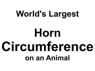 World's Largest

      Horn
Circumference
    on an Animal
