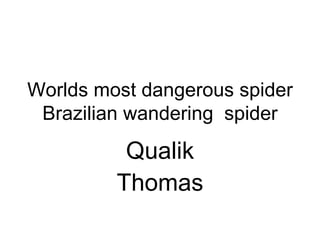 Worlds most dangerous spider Brazilian wandering  spider Qualik Thomas 