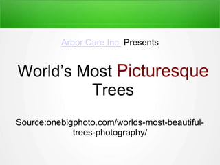 World’s Most Picturesque
Trees
Arbor Care Inc. Presents
Source:onebigphoto.com/worlds-most-beautiful-
trees-photography/
 