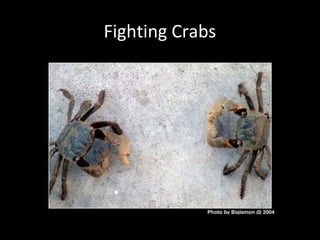 Fighting Crabs
 