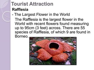 Tourist Attraction
Rafflesia
- The Largest Flower in the World
The Rafflesia is the largest flower in the
World with recent flowers found measuring
up to 95cm (3 feet) across. There are 55
species of Rafflesia, of which 9 are found in
Borneo.
 