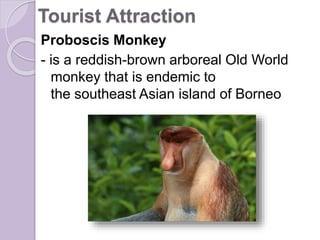 Tourist Attraction
Proboscis Monkey
- is a reddish-brown arboreal Old World
monkey that is endemic to
the southeast Asian island of Borneo
 