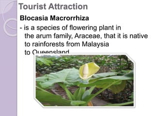 Tourist Attraction
Blocasia Macrorrhiza
- is a species of flowering plant in
the arum family, Araceae, that it is native
to rainforests from Malaysia
to Queensland
 