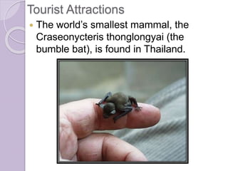  The world’s smallest mammal, the
Craseonycteris thonglongyai (the
bumble bat), is found in Thailand.
Tourist Attractions
 