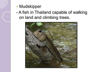  Mudskipper
- A fish in Thailand capable of walking
on land and climbing trees.
 