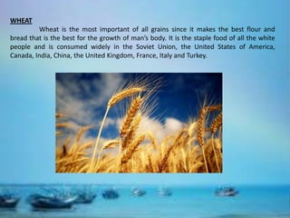 WHEAT
         Wheat is the most important of all grains since it makes the best flour and
bread that is the best for the growth of man’s body. It is the staple food of all the white
people and is consumed widely in the Soviet Union, the United States of America,
Canada, India, China, the United Kingdom, France, Italy and Turkey.
 