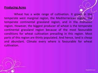 Producing Acres

        Wheat has a wide range of cultivation. It grows in the
temperate west marginal region, the Mediterranean region, the
temperate continental grassland region, and in the monsoon
region. However, the biggest producer of wheat is the temperate
continental grassland region because of the most favourable
conditions for wheat cultivation prevailing in this region. Most
parts of this region are thinly populated. And hence, land is cheap
and abundant. Climate every where is favourable for wheat
cultivation.
 
