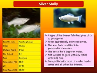 WORLD TRADE OF ORNAMENTAL FISH AND EXPORT POTENTIAL AND DIFFERENT ...