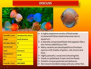 WORLD TRADE OF ORNAMENTAL FISH AND EXPORT POTENTIAL AND DIFFERENT ...