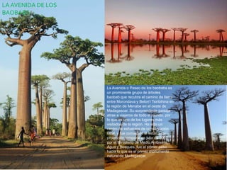 LA AVENIDA DE LOS
BAOBABS
La Avenida o Paseo de los baobabs es
un prominente grupo de árboles
baobab que recubre el camino de tierra
entre Morondava y Belon'i Tsiribihina en
la región de Menabe en el oeste de
Madagascar. Su sorprendente paisaje
atrae a viajeros de todo el mundo, por
lo que es uno de los lugares más
visitados de la región. Ha sido un
centro de esfuerzos de conservación
local, y fue concedido el estatus de
protección temporal en julio de 2007
por el Ministerio de Medio Ambiente,
Agua y Bosques, fue el primer paso
hacia lo que es el primer monumento
natural de Madagascar.
 