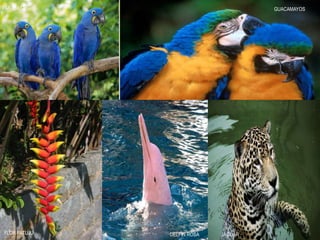 DELFIN ROSAFLOR PATUJU JAGUAR
GUACAMAYOSPARABAS
 