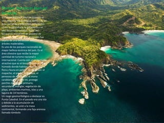 Parque Nacional Manuel
Antonio
El Parque Nacional Manuel Antonio es
una pequeña isla biológica, dentro de un
área sometida a diferentes actividades
como la agricultura, la ganadería y un
alto desarrollo turístico. Parte del
bosque se encuentra en proceso de
regeneración, ya que en el pasado fue
objeto de una extracción selectiva de
árboles maderables.
Es uno de los parques nacionales de
mayor belleza escénica del país. Es el
área silvestre que recibe la mayor
cantidad de turismo nacional e
internacional. Cuenta con un importante
atractivo que es el bosque tropical muy
húmedo donde habitan especies de
flora y fauna en peligro de extinción: el
mapache, el pizote, la guatuza, el
perezoso de dos dedos, el mono
carablanca, el mono tití, protege
parches de bosque primario,
secundario, manglar, vegetación de
playa, ambientes marinos, islas y una
laguna de 14 hectáreas.
Un rasgo geomorfológico a destacar es
Punta Catedral. En el pasado era una isla
y debido a la acumulación de
sedimentos, se unió a la masa
continental, formando una faja arenosa
llamada tómbolo.
 