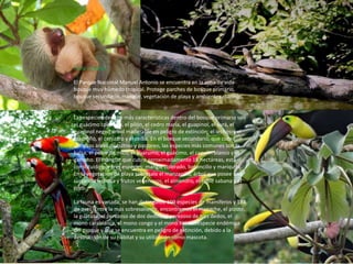 Flora y Fauna
El Parque Nacional Manuel Antonio se encuentra en la zona de vida
bosque muy húmedo tropical. Protege parches de bosque primario,
bosque secundario, manglar, vegetación de playa y ambientes marinos.
Las especies de flora más características dentro del bosque primario son
el guácimo colorado, el pilón, el cedro maría, el guapinol, el surá, el
guapinol negro, árbol maderable en peligro de extinción; el lechoso, el
madroño, el cenízaro y el ceiba. En el bosque secundario, que cubre
antiguas áreas de cultivo y pastoreo, las especies más comunes son la
balsa, el peine de mico, el guarumo, el guácimo, el capulín blanco y el
garocho. El manglar que cubre aproximadamente 18 hectáreas, está
constituido por tres especies: mangle colorado, botoncillo y mariquita.
En la vegetación de playa sobresale el manzanillo, árbol que posee una
sustancia lechosa y frutos venenosos, el almendro, el roble sabana y el
coco.
La fauna es variada, se han distinguido 109 especies de mamíferos y 184
de aves. Entre la más sobresaliente, encontramos el mapache, el pizote,
la guatusa, el perezoso de dos dedos, el perezoso de tres dedos, el
mono carablanca, el mono congo y el mono tití, subespecie endémica
del parque y que se encuentra en peligro de extinción, debido a la
destrucción de su hábitat y su utilización como mascota.
 