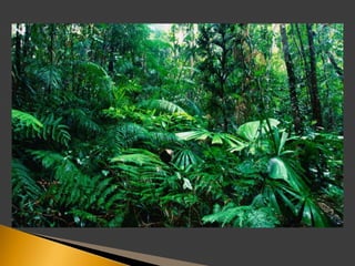 World Vegetation (BSTM-F1) | PPTX