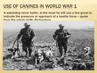 USE OF CANINES IN WORLD WAR 1
A watchdog never barks; at the most he will use a low growl to
indicate the presence or approach of a hostile force – quote
from the article of Mr. Richardson
 