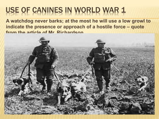 USE OF CANINES IN WORLD WAR 1
A watchdog never barks; at the most he will use a low growl to
indicate the presence or appr...