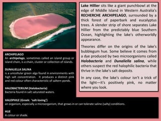Lake Hillier sits like a giant punchbowl at the
edge of Middle Island in Western Australia's
RECHERCHE ARCHIPELAGO, surrounded by a
thick forest of paperbark and eucalyptus
trees. A slender strip of shore separates Lake
Hillier from the predictably blue Southern
Ocean, highlighting the lake's otherworldly
appearance.
Theories differ on the origins of the lake's
bubblegum hue. Some believe it comes from
a dye produced by two microorganisms called
Halobacteria and Dunaliella salina, while
others suspect the red halophilic bacteria that
thrive in the lake's salt deposits.
In any case, the lake's colour isn't a trick of
the light—it's positively pink, no matter
where you look.
ARCHIPELAGO
An archipelago, sometimes called an island group or
island chain, is a chain, cluster or collection of islands.
DUNALIELLA SALINA
is a unicellular green alga found in environments with
high salt concentration. It produces a distinct pink
and red colour often characteristic of saltern ponds.
HALOBACTERIUM (Halobacteria)
Bacteria found in salt saturated waters.
HALOPHILE (Greek: ‘salt-loving’)
an organism, especially a microorganism, that grows in or can tolerate saline (salty) conditions.
HUE
A colour or shade.
 