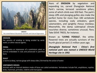 Years of EROSION by vegetation and
expanding ice, carved Zhangjiajie National
Park's narrow, terraced sandstone pillars,
some of which climb over 650 feet. The park's
steep cliffs and plunging gullies also make the
perfect home for more than 100 vertebrate
species, including scaly anteaters, giant
salamanders, and sprightly rhesus monkeys.
Meanwhile, the damp subtropical climate
nourishes diverse, sometimes unusual, flora.
Take DOVE TREES, for instance.
Known as ‘LIVING FOSSILS’, the white-
flowered trees are actually survivors of the
fourth glacial period 2.5 million years ago.
Zhangjiajie National Park - China's first
national park was named a UNESCO World
Heritage site in 1992.
EROSION
the process of eroding or being eroded by wind,
water, or other natural agents.
FOSSIL
the remains or impression of a prehistoric plant or
animal embedded in rock and preserved in petrified
form.
GULLY
a ravine (a deep, narrow gorge with steep sides.) formed by the action of water.
VERTEBRATE SPECIES
Animals with an internal skeleton made of bone are called vertebrates. Vertebrates include fish, amphibians, reptiles,
birds, mammals, primates, rodents and marsupials.
UNESCO
The United Nations Educational, Scientific and Cultural Organization
 