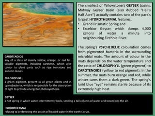 The smallest of Yellowstone's GEYSER basins,
Midway Geyser Basin (also dubbed "Hell's
Half Acre") actually contains two of the park's
largest HYDROTHERMAL features:
• Grand Prismatic Spring and
• Excelsior Geyser, which dumps 4,000
gallons of water a minute into
neighbouring Firehole River.
The spring's PSYCHEDELIC colouration comes
from pigmented bacteria in the surrounding
microbial mats. The amount of colour in the
mats depends on the water temperature and
the ratio of CHLOROPHYLL (green pigment) to
CAROTENOIDS (yellow to red pigment). In the
summer, the mats burn orange and red, while
winter turns them a dark green. The spring's
lurid blue "eye" remains sterile because of its
extremely high heat.
CAROTENOIDS
any of a class of mainly yellow, orange, or red fat-
soluble pigments, including carotene, which give
colour to plant parts such as ripe tomatoes and
autumn leaves.
CHLOROPHYLL
a green pigment, present in all green plants and in
cyanobacteria, which is responsible for the absorption
of light to provide energy for photosynthesis.
GEYSER
a hot spring in which water intermittently boils, sending a tall column of water and steam into the air.
HYDROTHERMAL
relating to or denoting the action of heated water in the earth's crust.
 