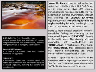 Spain's Rio Tinto is characterized by deep red
water that is highly acidic (pH 1.7—2.5) and
rich in heavy metals. Over 5000 years of
mining pollution have contributed to the river
becoming an extreme environment, although
the presence of CHEMOLITHOTROPHIC
organisms, such as iron-oxidizing bacteria and
sulphur-oxidizing bacteria, are thought to be
the true culprits to the river's condition.
Home to many unusual organisms, the most
remarkable findings to date may be the
unexpected degree of EUKARYOTIC diversity
in the acidic water. The diversity of these
eukaryotes, both ALKALIPHILIC and
TOXITOLERANT, is much greater than that of
the PROKARYOTES, thus challenging beliefs
that extreme environments are always
dominated by Eubacteria and Archaea.
It holds a significant role in history as the
birthplace of the Copper Age and Bronze Age.
The first Rio Tinto mines were developed in
3000BC by the Iberians and Tartessans.
CHEMOLITHOTROPHIC (Chemolithotroph)
deriving energy from the oxidation of reduced
inorganic compounds such as ferrous iron, ammonia,
hydrogen sulphide, or hydrogen; said of bacteria.
EUKARYOTIC (Eukaryote)
a cell with a true nucleus; a cell with a nuclear
membrane and organelles
PROKARYOTE
a microscopic single-celled organism which has
neither a distinct nucleus with a membrane nor other
specialized organelles, including the bacteria and
cyanobacteria.
 