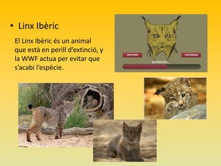 • Linx Ibèric
El Linx Ibèric és un animal
que està en perill d’extinció, y
la WWF actua per evitar que
s’acabi l’espècie.

 