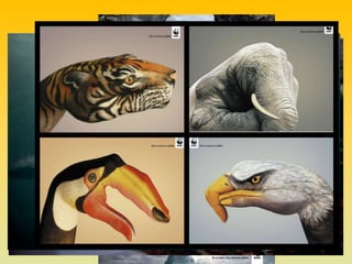 Imatges de diferents campanyes

 