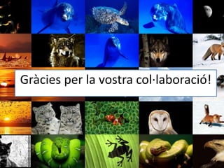 Gràcies per la vostra col·laboració!

 