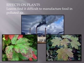 EFFECTS ON PLANTS
Leaves find it difficult to manufacture food in
polluted air.
 