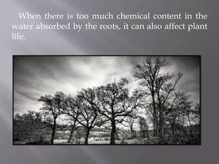 When there is too much chemical content in the
water absorbed by the roots, it can also affect plant
life.
 