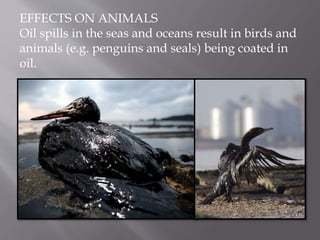EFFECTS ON ANIMALS
Oil spills in the seas and oceans result in birds and
animals (e.g. penguins and seals) being coated in
oil.
 