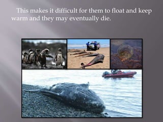 This makes it difficult for them to float and keep
warm and they may eventually die.
 