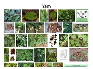 Yam
 