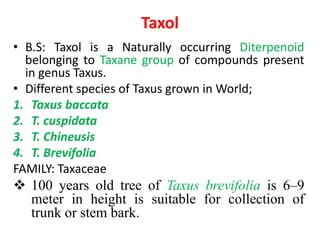 Taxol
• B.S: Taxol is a Naturally occurring Diterpenoid
belonging to Taxane group of compounds present
in genus Taxus.
• Different species of Taxus grown in World;
1. Taxus baccata
2. T. cuspidata
3. T. Chineusis
4. T. Brevifolia
FAMILY: Taxaceae
 100 years old tree of Taxus brevifolia is 6–9
meter in height is suitable for collection of
trunk or stem bark.
 