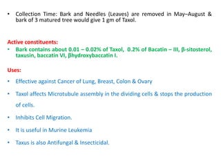 • Collection Time: Bark and Needles (Leaves) are removed in May–August &
bark of 3 matured tree would give 1 gm of Taxol.
Active constituents:
• Bark contains about 0.01 – 0.02% of Taxol, 0.2% of Bacatin – III, β-sitosterol,
taxusin, baccatin VI, βhydroxybaccatin I.
Uses:
• Effective against Cancer of Lung, Breast, Colon & Ovary
• Taxol affects Microtubule assembly in the dividing cells & stops the production
of cells.
• Inhibits Cell Migration.
• It is useful in Murine Leukemia
• Taxus is also Antifungal & Insecticidal.
 