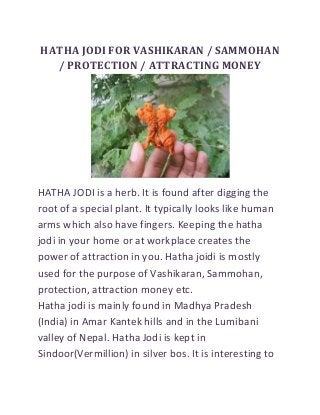 HATHA JODI FOR VASHIKARAN / SAMMOHAN
/ PROTECTION / ATTRACTING MONEY

HATHA JODI is a herb. It is found after digging the
root of a special plant. It typically looks like human
arms which also have fingers. Keeping the hatha
jodi in your home or at workplace creates the
power of attraction in you. Hatha joidi is mostly
used for the purpose of Vashikaran, Sammohan,
protection, attraction money etc.
Hatha jodi is mainly found in Madhya Pradesh
(India) in Amar Kantek hills and in the Lumibani
valley of Nepal. Hatha Jodi is kept in
Sindoor(Vermillion) in silver bos. It is interesting to

 