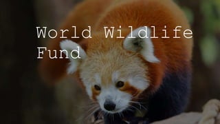 World Wildlife
Fund
 