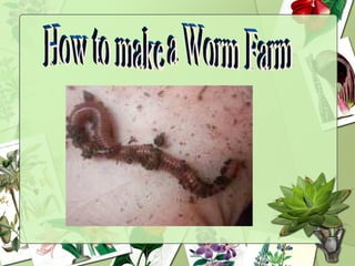 How to make a Worm Farm 