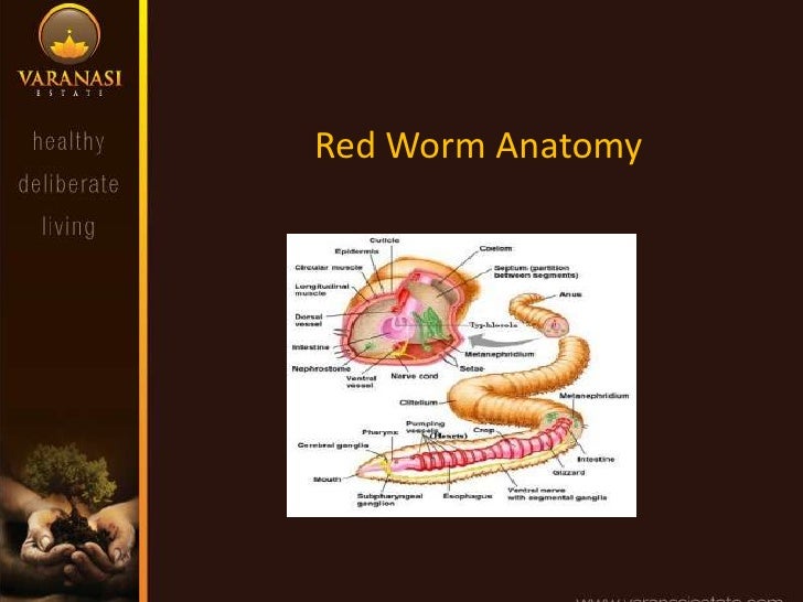 Worm farming 101 about red wigglers