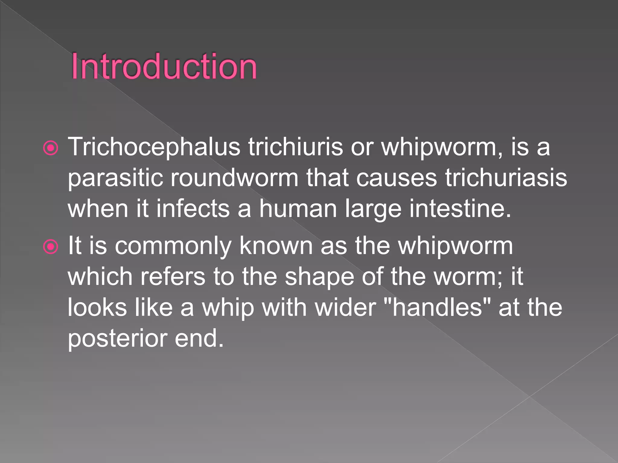  Trichocephalus trichiuris or whipworm, is a
parasitic roundworm that causes trichuriasis
when it infects a human large intestine.
It is commonly known as the whipworm
which refers to the shape of the worm; it
looks like a whip with wider "handles" at the
posterior end.