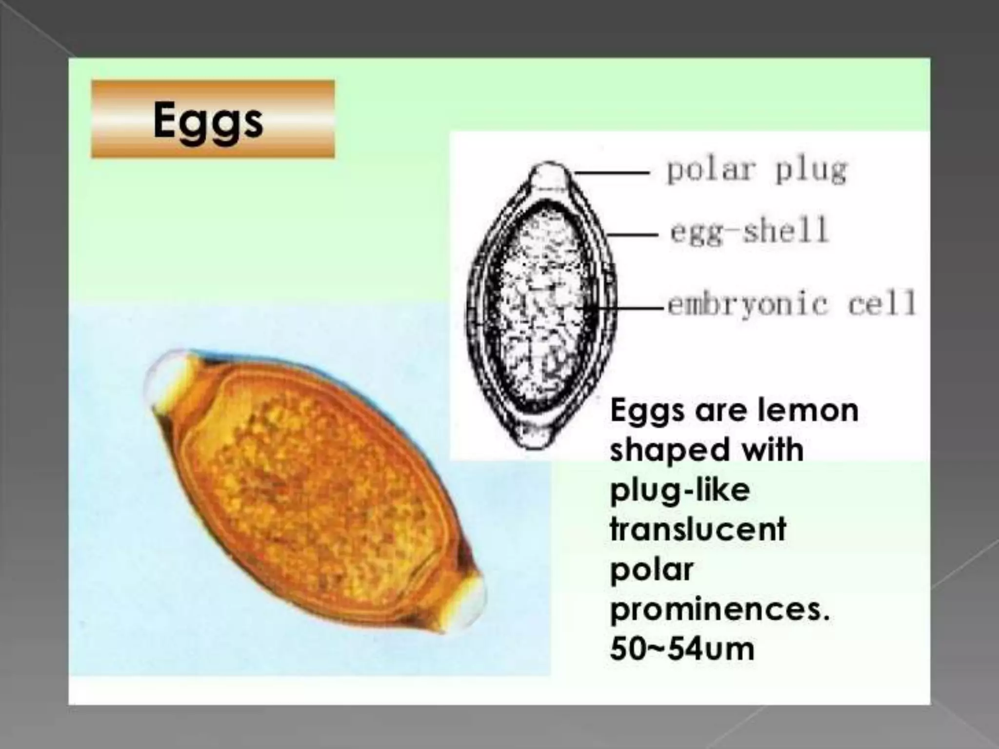 Worm infestation:tape worm and hook worm