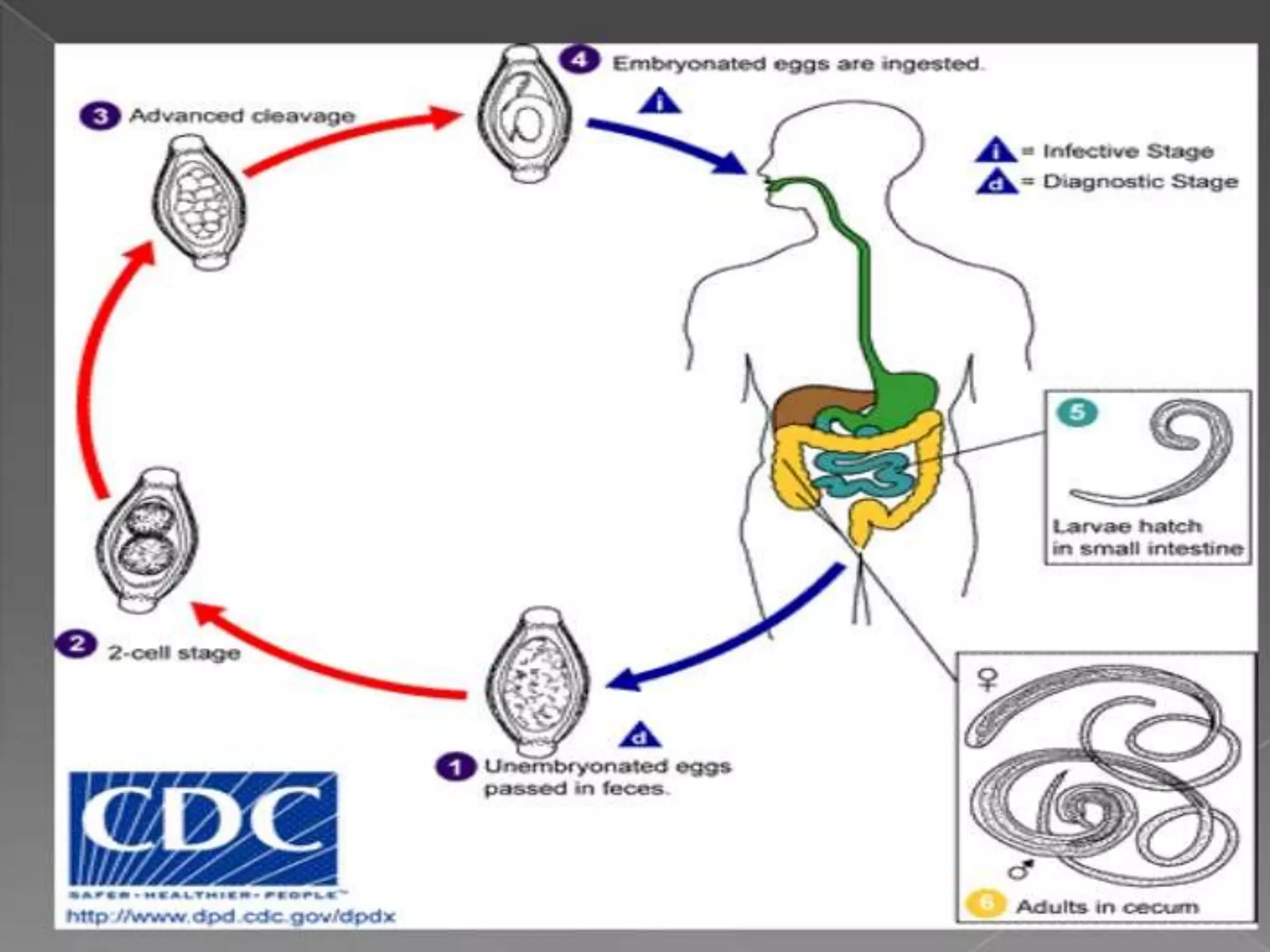 Worm infestation:tape worm and hook worm