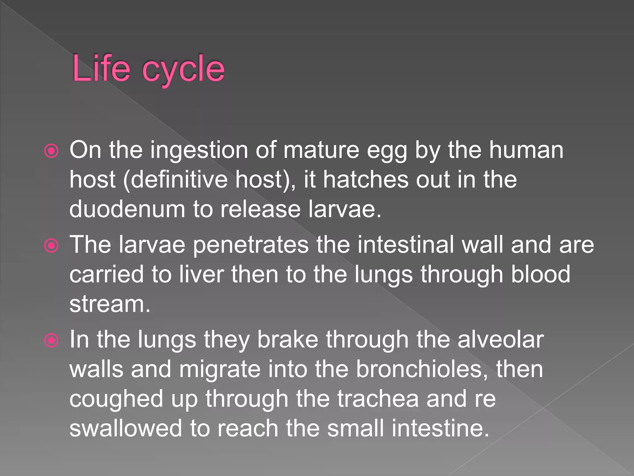  On the ingestion of mature egg by the human
host (definitive host), it hatches out in the
duodenum to release larvae.
The larvae penetrates the intestinal wall and are
carried to liver then to the lungs through blood
stream.
In the lungs they brake through the alveolar
walls and migrate into the bronchioles, then
coughed up through the trachea and re
swallowed to reach the small intestine.