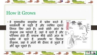 Worm infestation in children hindi | PPTX